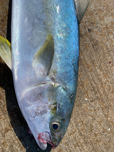 ヒラマサの釣果