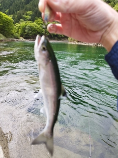 シラメの釣果