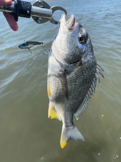 キビレの釣果