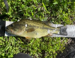 ラージマウスバスの釣果