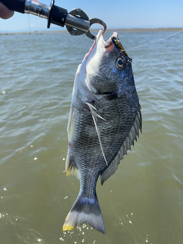 キビレの釣果