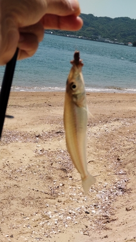 シロギスの釣果