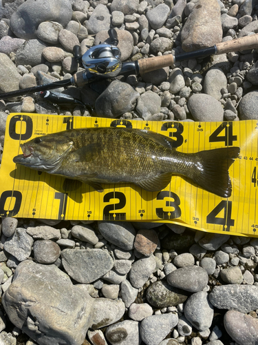 スモールマウスバスの釣果