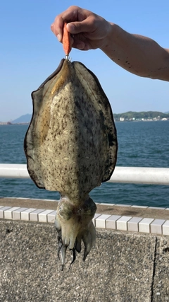 モンゴウイカの釣果