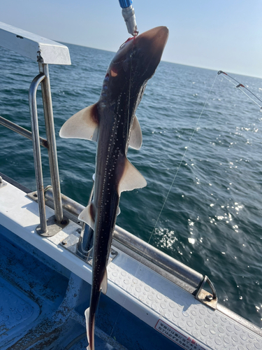 サメの釣果