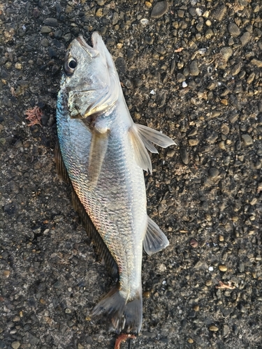 イシモチの釣果