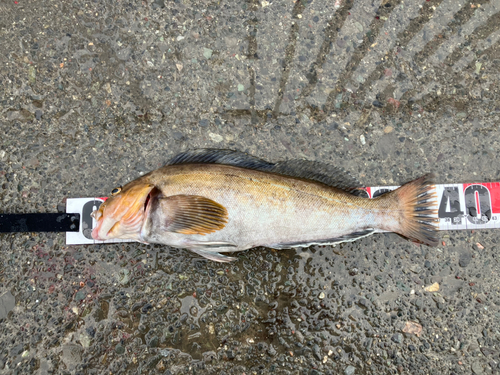 アイナメの釣果