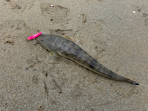 マゴチの釣果