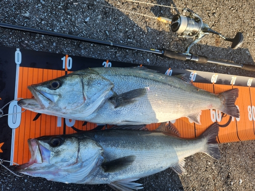 シーバスの釣果