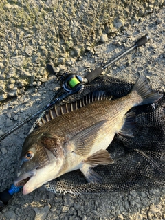 クロダイの釣果