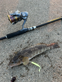 アイナメの釣果