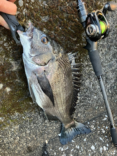 クロダイの釣果