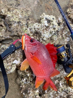 トガリエビスの釣果