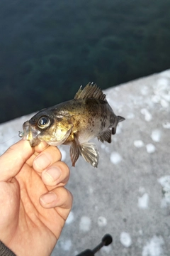 シロメバルの釣果