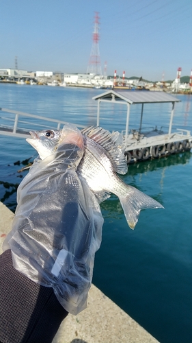 キビレの釣果