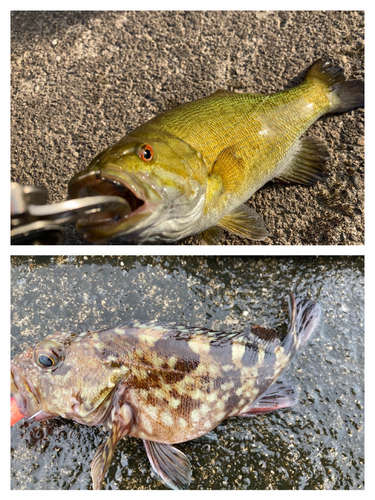 ブラックバスの釣果