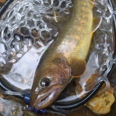 イワナの釣果