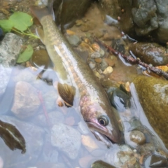 イワナの釣果