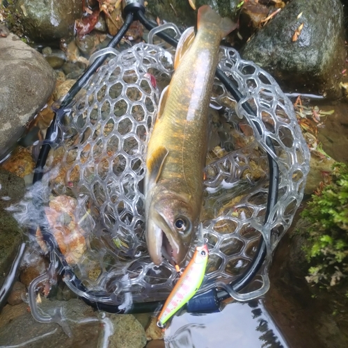 イワナの釣果