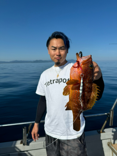 キジハタの釣果