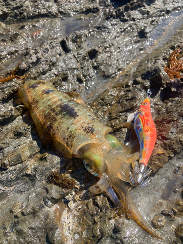 アオリイカの釣果