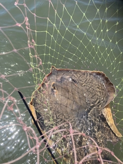 エイの釣果