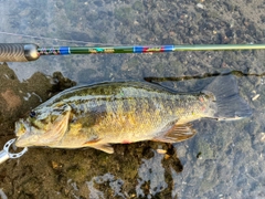 スモールマウスバスの釣果