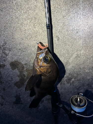 メバルの釣果