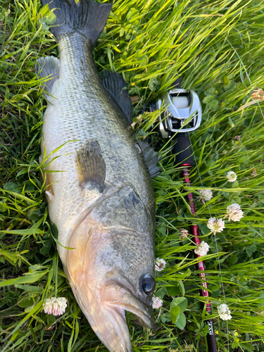 ブラックバスの釣果