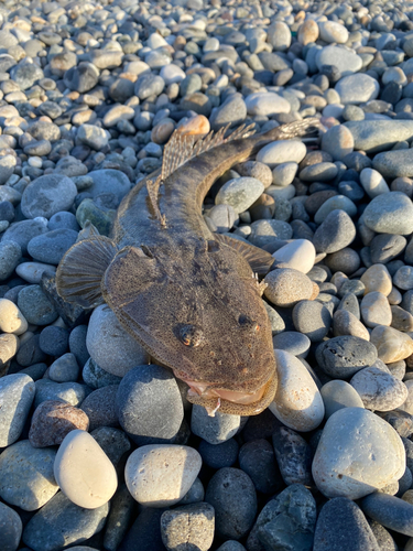 マゴチの釣果