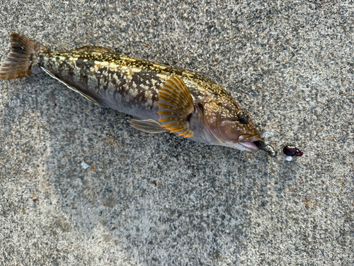 アイナメの釣果