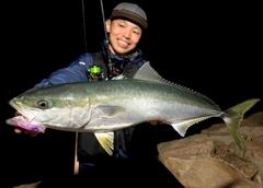 ハマチの釣果