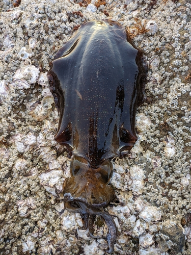 長崎県で釣れたイカの釣り・釣果情報 - アングラーズ | 釣果500万件の 