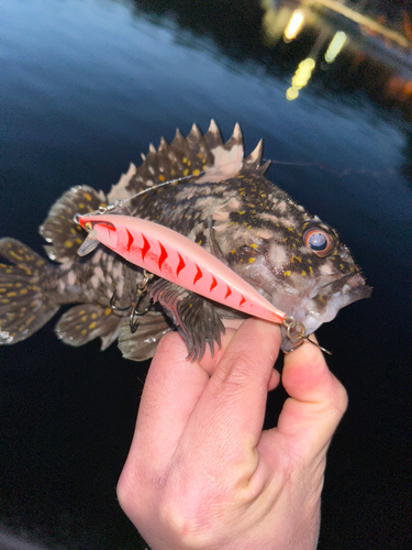 オウゴンムラソイの釣果