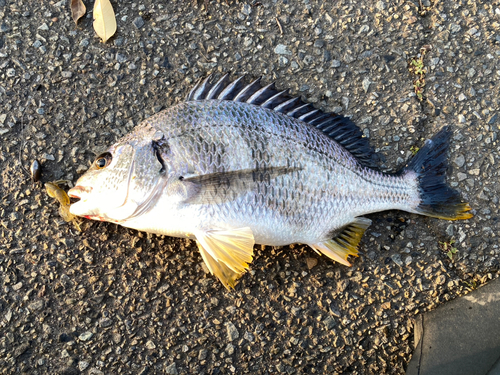 キビレの釣果