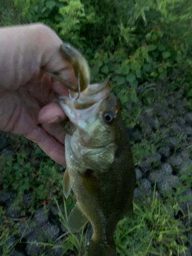 ブラックバスの釣果