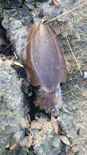 コウイカの釣果