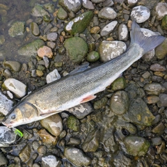 マルタウグイの釣果