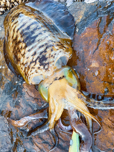 アオリイカの釣果