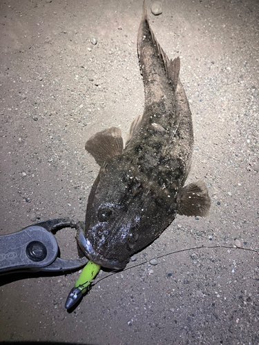 マゴチの釣果