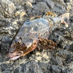 アイナメの釣果