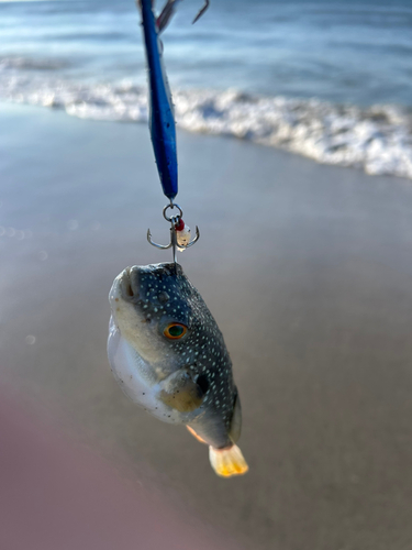 クサフグの釣果