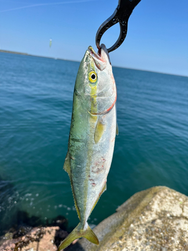 イナダの釣果