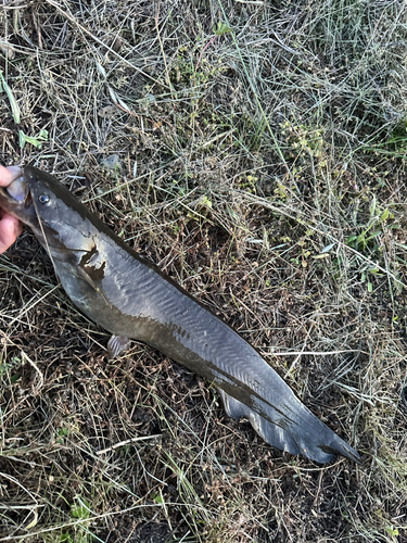 カムルチーの釣果