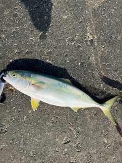 イナダの釣果