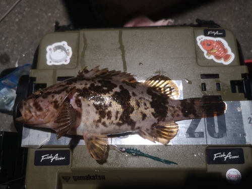 タケノコメバルの釣果