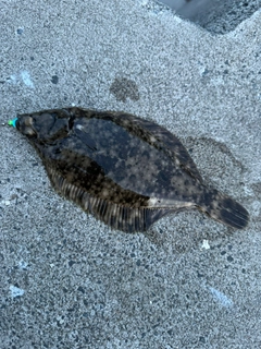 カレイの釣果