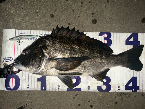 クロダイの釣果