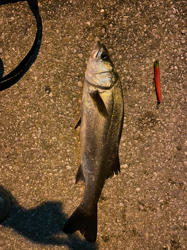 スズキの釣果