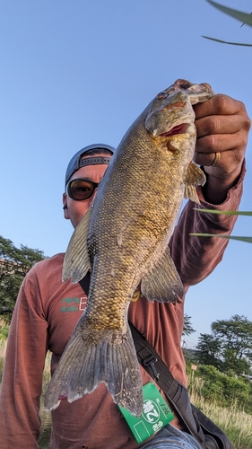 スモールマウスバスの釣果